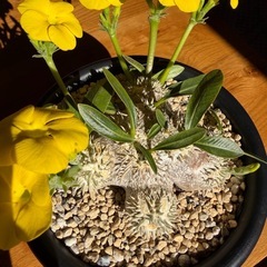 ①　パキポディウム　恵比寿大黒の画像