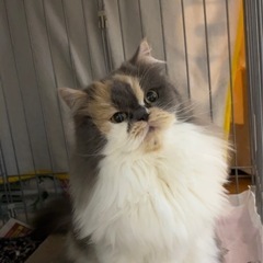 【再投稿】🎅🎄🤍12月27日(土)ラガマフィン(ダイリュートキャ...