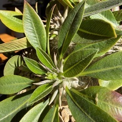 ② パキポディウム　恵比寿大黒の画像