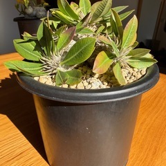 ② パキポディウム　恵比寿大黒の画像