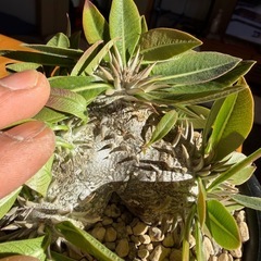 ② パキポディウム　恵比寿大黒の画像