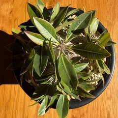 ② パキポディウム　恵比寿大黒の画像