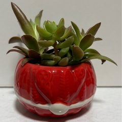 植物 多肉植物 サンタクロース鉢ごと ハイドロカルチャーの画像