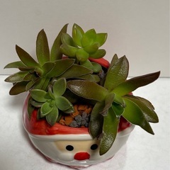 植物 多肉植物 サンタクロース鉢ごと ハイドロカルチャーの画像