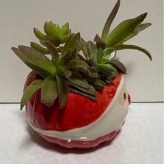 植物 多肉植物 サンタクロース鉢ごと ハイドロカルチャーの画像