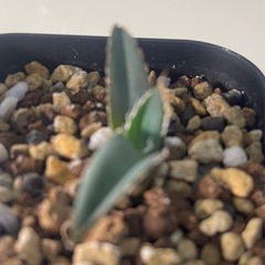 アガベ チタノタ 海王の画像