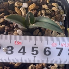 アガベ チタノタ 海王の画像