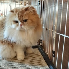 【再投稿】🎅🎄🤍12月27日(土)スコティッシュフォールド(折れ...