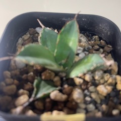 アガベ チタノタ  ハデスの画像