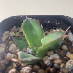 アガベ チタノタ  ハデスの画像