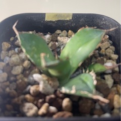 アガベ チタノタ  ハデスの画像