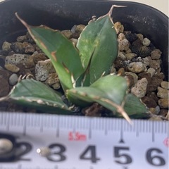 アガベ チタノタ  ハデスの画像