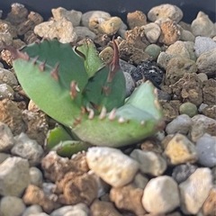 アガベ チタノタ ハデス
の画像