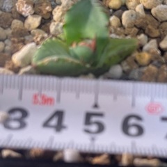 アガベ チタノタ ハデス
の画像