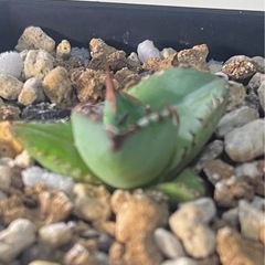 アガベ チタノタ ハデス
の画像