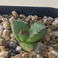 アガベ チタノタ ハデス
の画像