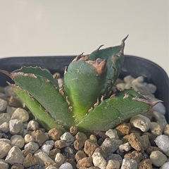 アガベ チタノタ White Fire　白火焔の画像