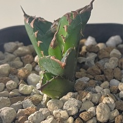 アガベ チタノタ White Fire　白火焔の画像