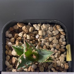 アガベ チタノタ White Fire　白火焔の画像