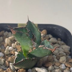 アガベ チタノタ White Fire　白火焔の画像