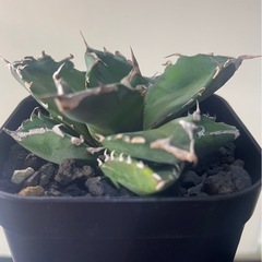 アガベ チタノタ White Fire　白火焔の画像