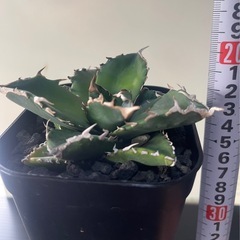 アガベ チタノタ White Fire　白火焔の画像