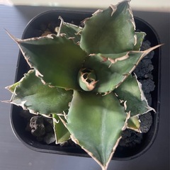 アガベ チタノタ White Fire　白火焔の画像