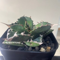 アガベ チタノタ White Fire　白火焔の画像