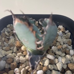 アガベ チタノタ ブラッド&ブルー 
天芽の画像