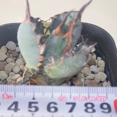 アガベ チタノタ ブラッド&ブルー 
天芽の画像