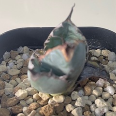 アガベ チタノタ ブラッド&ブルー 
天芽の画像