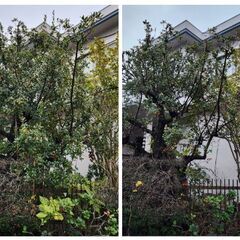 お庭の樹木､ご相談下さいね