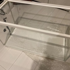 アカハライモリ 3匹の画像