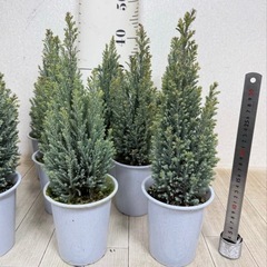 【植物】コニファー苗 エンパイアの画像