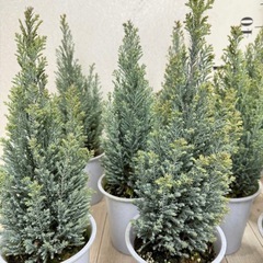 【植物】コニファー苗 エンパイアの画像