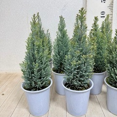 【植物】コニファー苗 エンパイアの画像