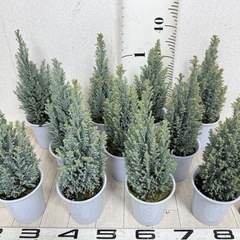 【植物】コニファー苗 エンパイアの画像