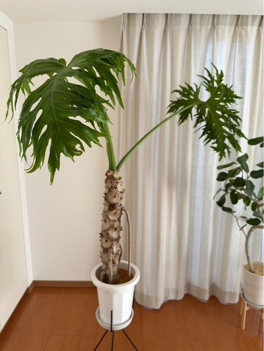 観葉植物　大型　セローム