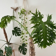 観葉植物　大型　セロームの画像