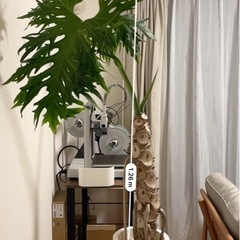 観葉植物　大型　セロームの画像