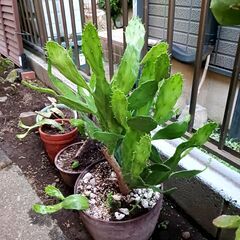 うちわサボテン　の画像