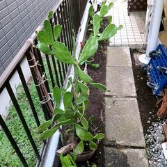 うちわサボテン　の画像