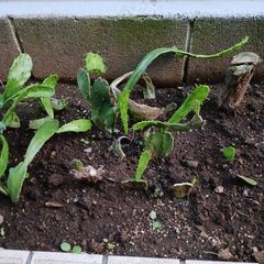 うちわサボテン　の画像