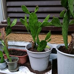 うちわサボテン　の画像