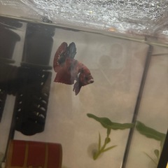 熱帯魚　
鯉ベタ　の画像