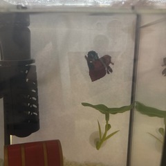 熱帯魚　
鯉ベタ　の画像