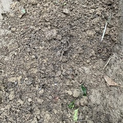 庭の残土を差し上げますの画像