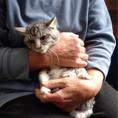 サバ仔猫さん、里親募集中、預かりさん募集中！