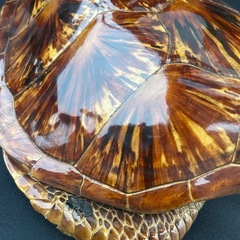 カメの置物　壁掛けの画像