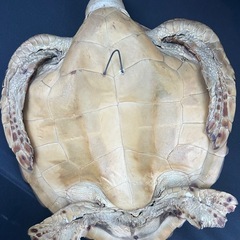 カメの置物　壁掛けの画像